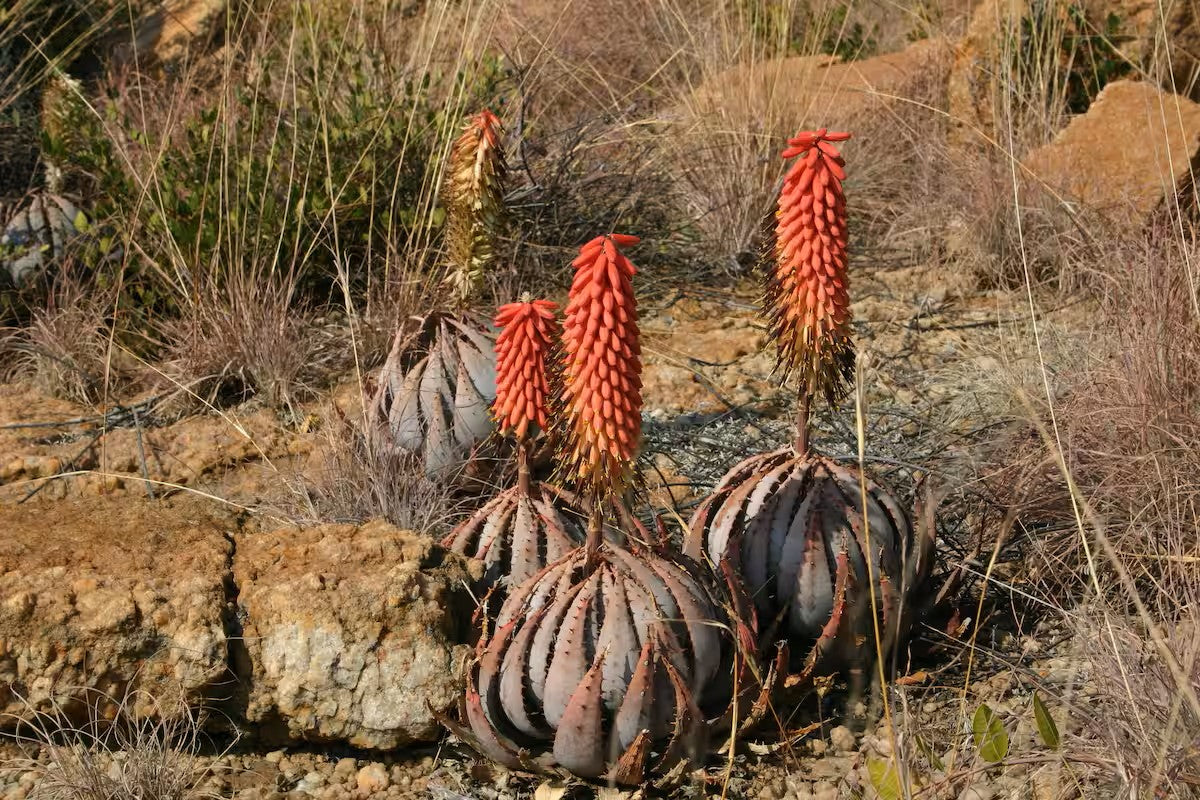 Hike the Magaliesberg at AfriCamps at Milorho