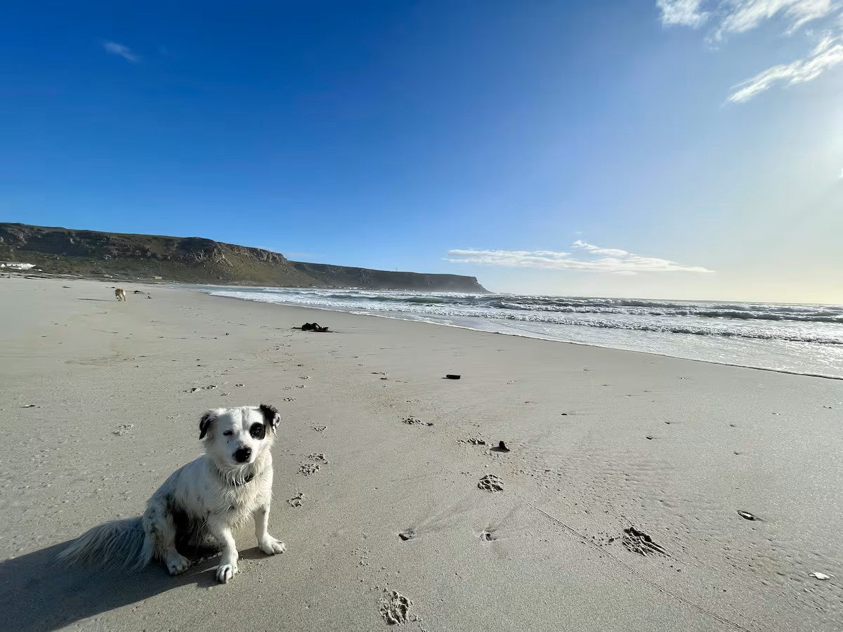 Botanica Elands Bay