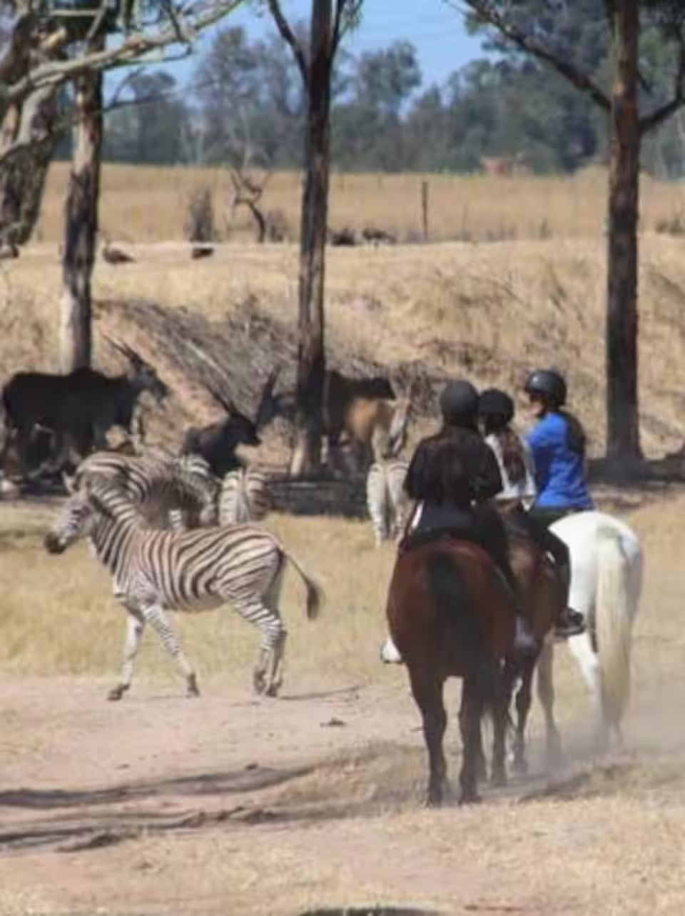 Explore a wildlife reserve on horseback - 2 hours