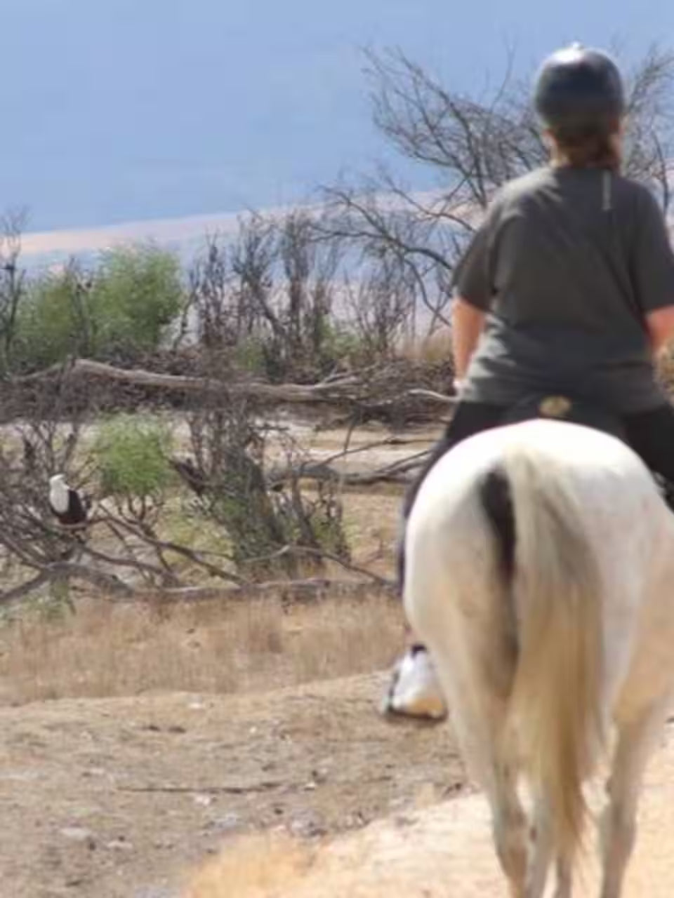 Explore a wildlife reserve on horseback - 2 hours