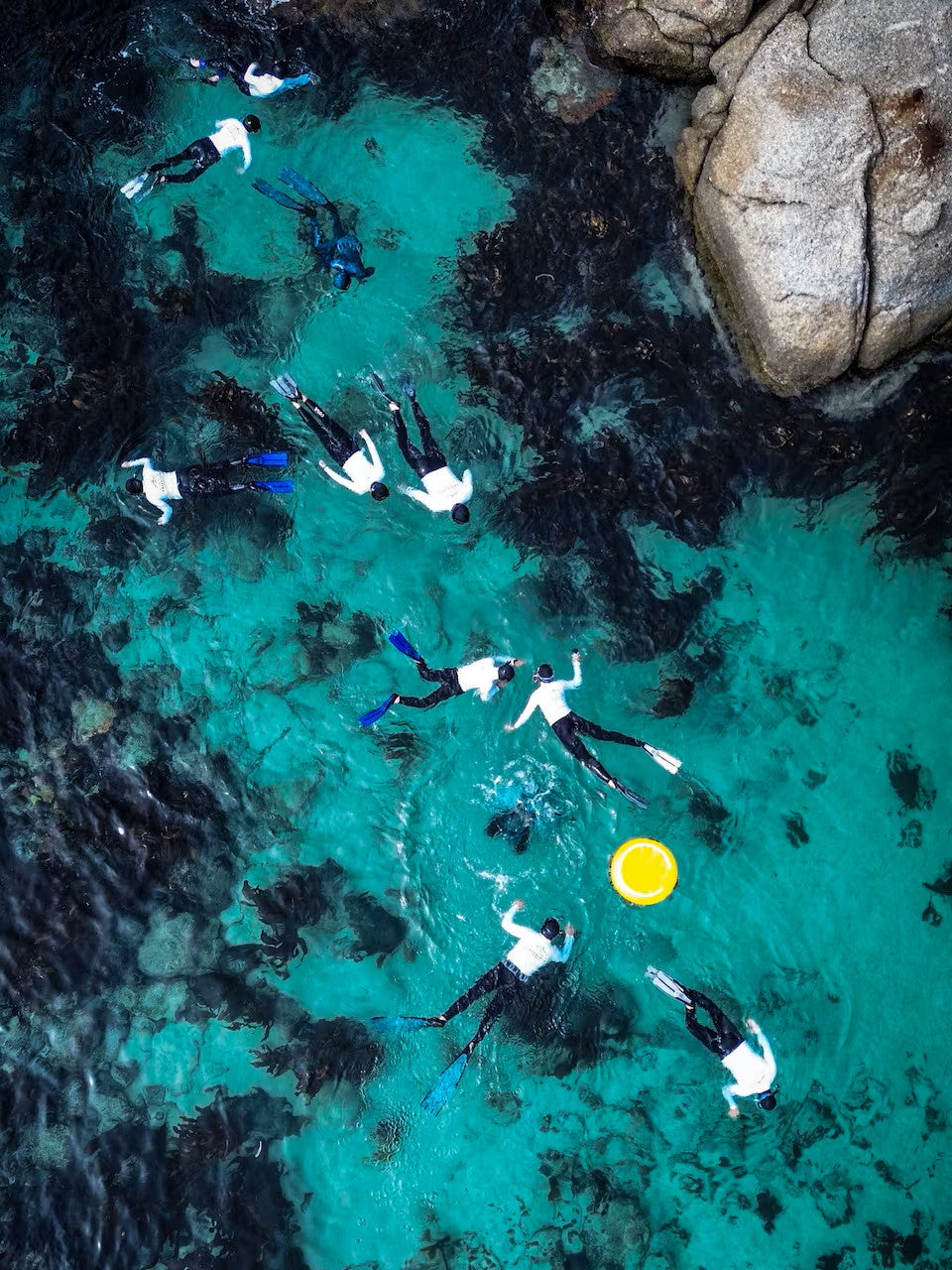 Guided Snorkel through Africas magical Kelp Forest