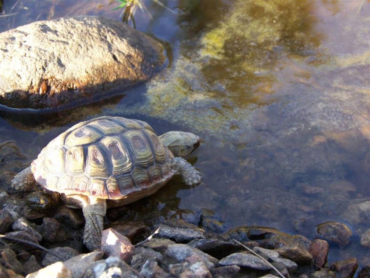 Fraaigelegen Farm Tulbagh
