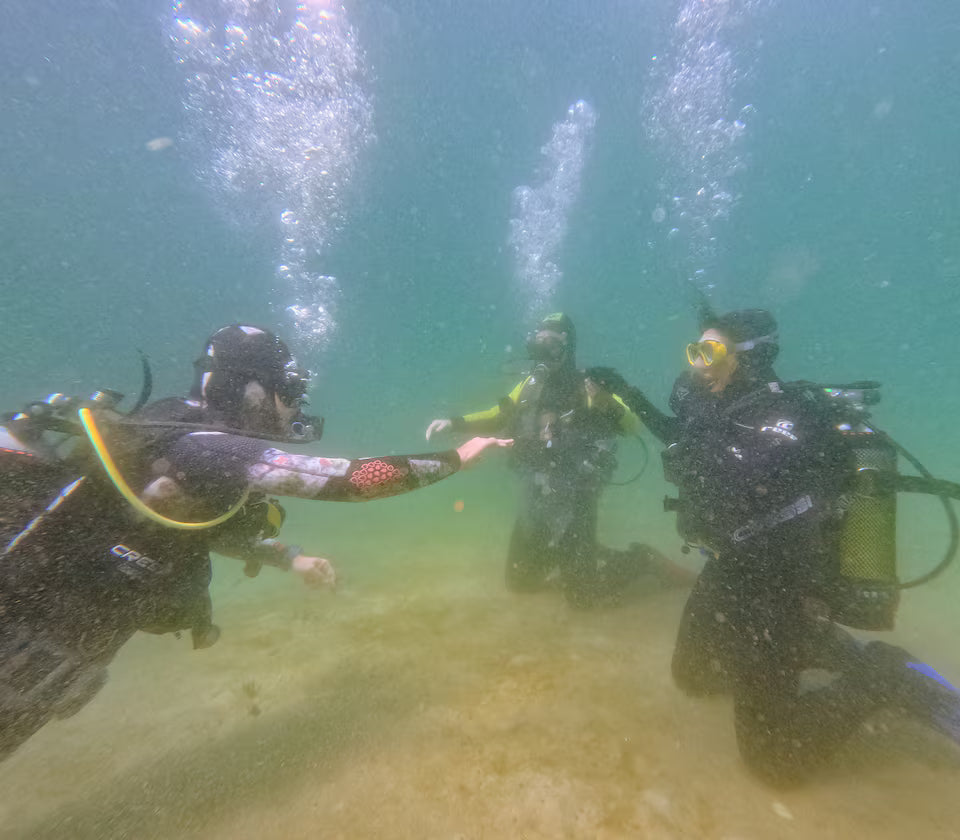 Scuba Diving in Simon’s Town-No Experience Needed