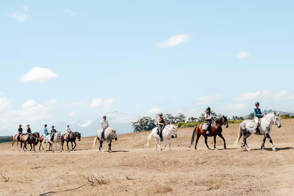 Explore a wildlife reserve on horseback - 2 hours
