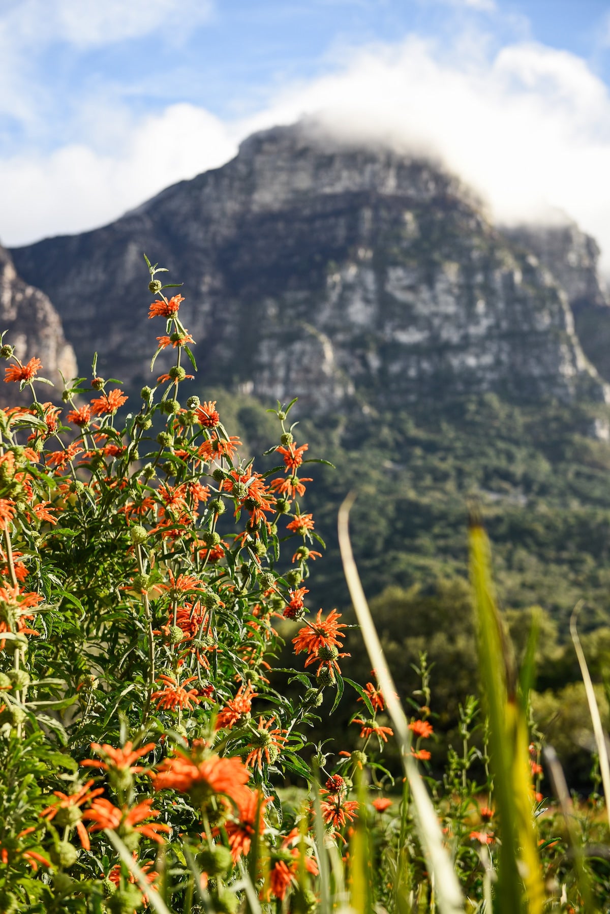Friend Therapy: The Winter Reset | Simon's Town