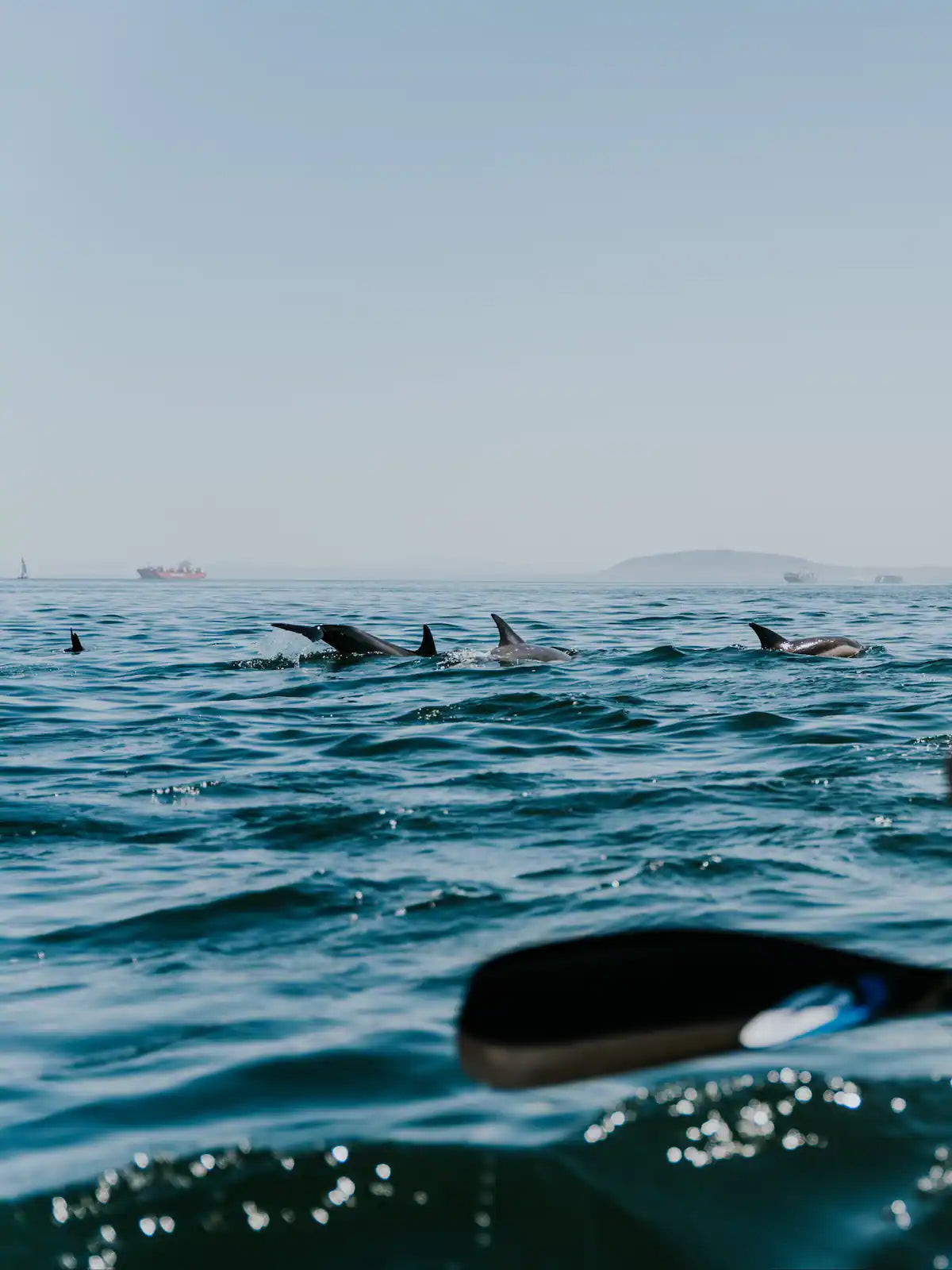 Kayak with dolphins in the heart of Cape Town