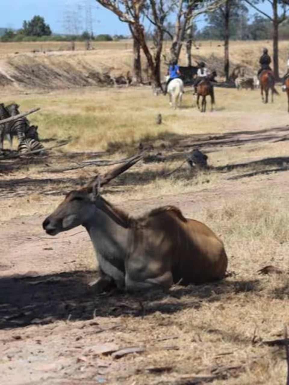 Explore a wildlife reserve on horseback - 2 hours