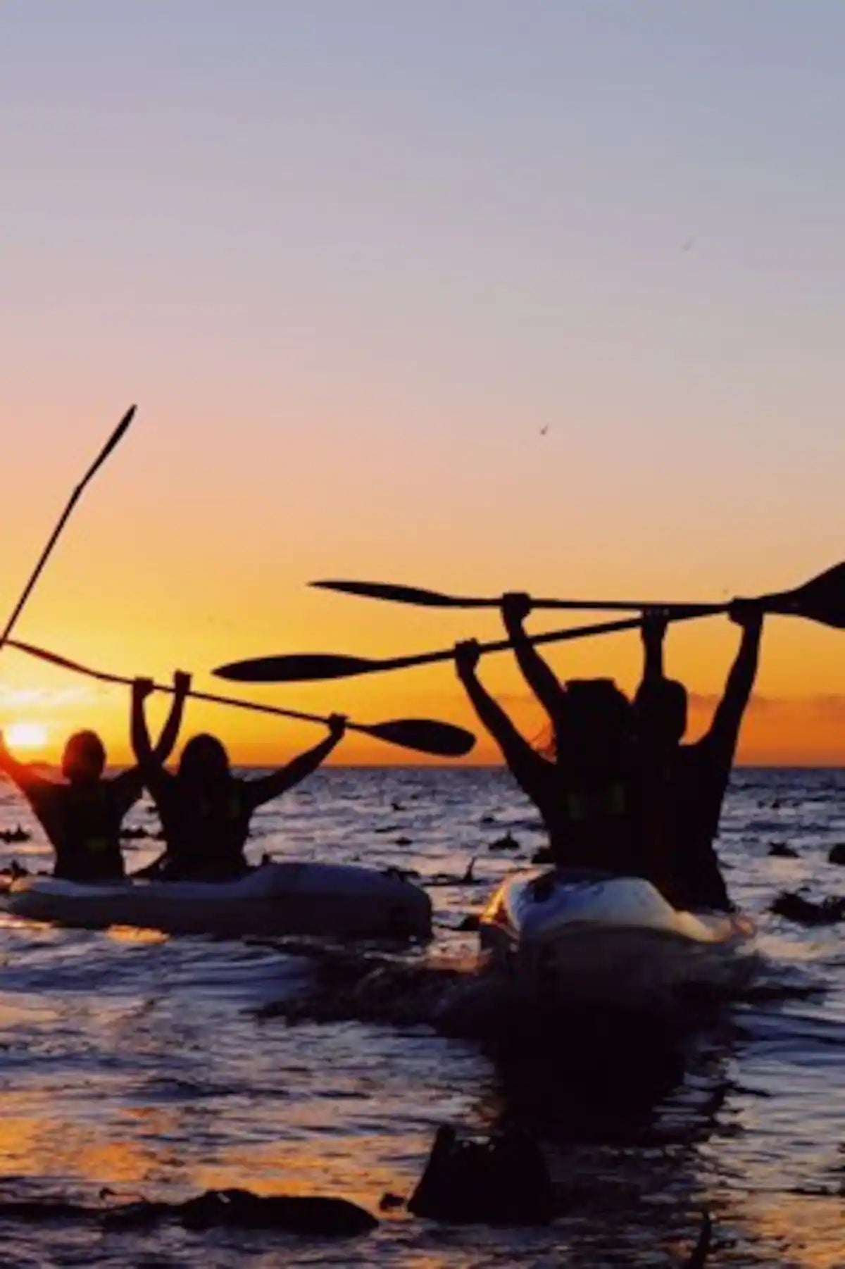 Kayak with dolphins in the heart of Cape Town