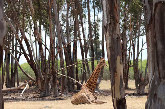 Explore a wildlife reserve on horseback - 2 hours