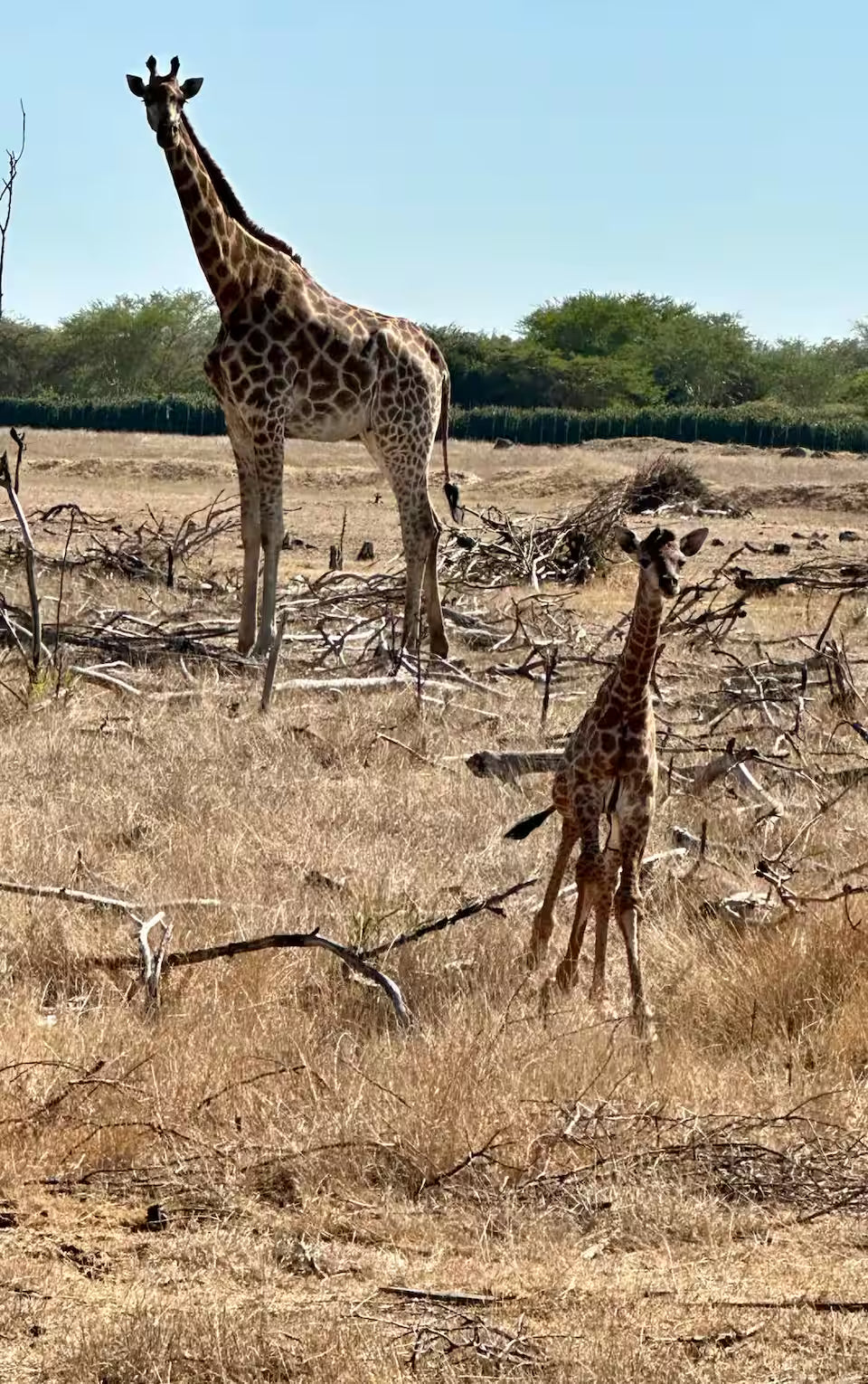 Explore a wildlife reserve on horseback - 2 hours