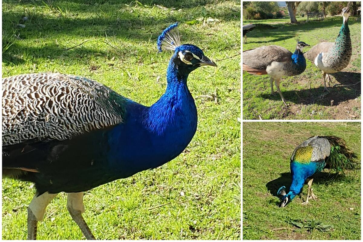 Fraaigelegen Farm Tulbagh