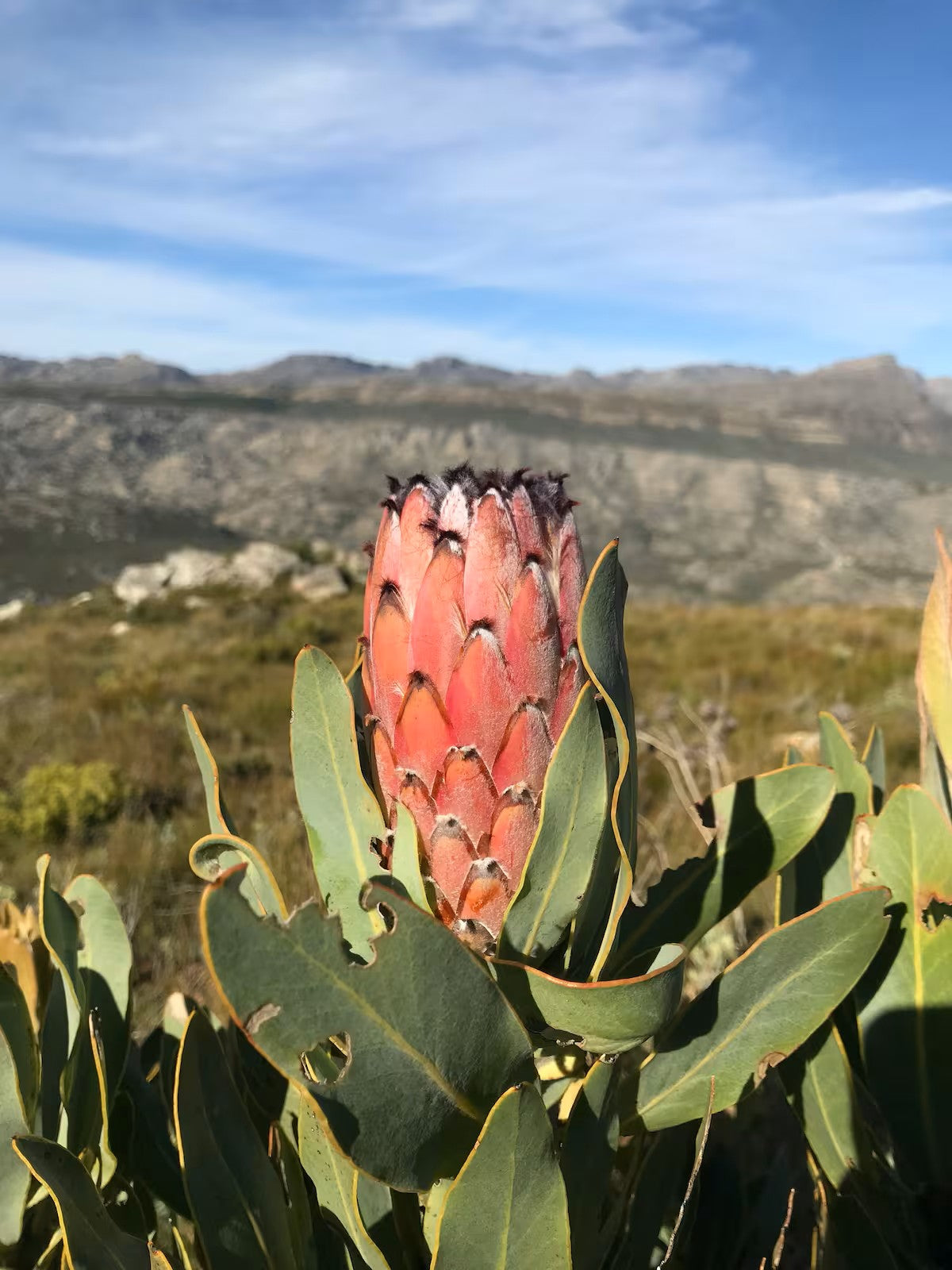 Klipkop High Mountain Stone Cottage