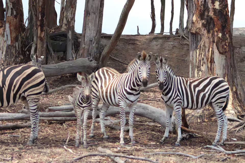 Explore a wildlife reserve on horseback - 2 hours