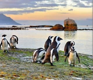 Friend Therapy: The Winter Reset | Simon's Town