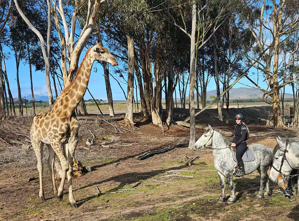 Explore a wildlife reserve on horseback - 2 hours