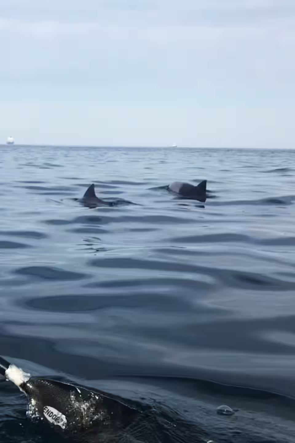Kayak with dolphins in the heart of Cape Town