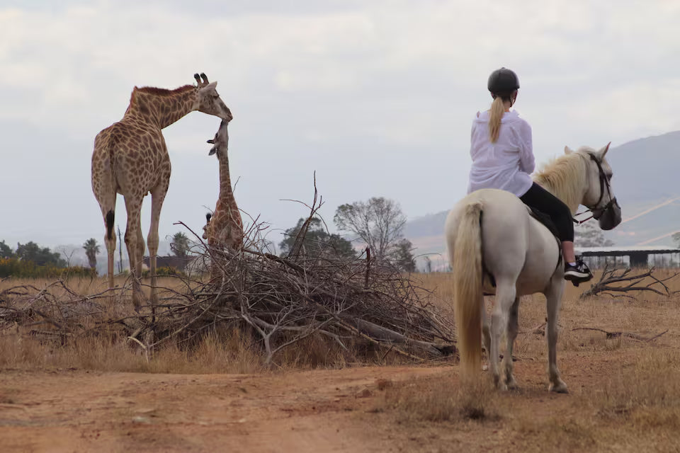 Explore a wildlife reserve on horseback - 2 hours