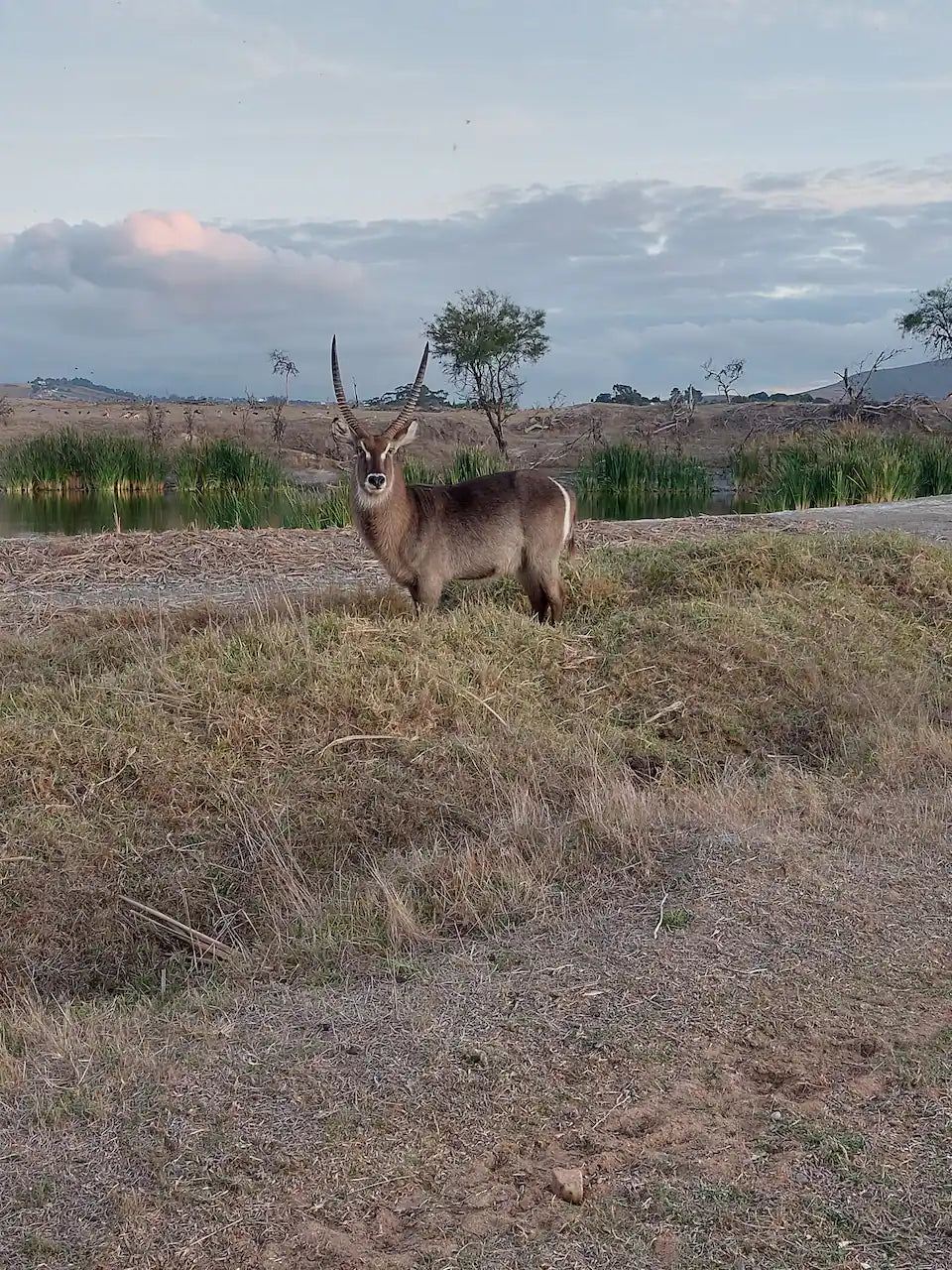 Explore a wildlife reserve on horseback - 2 hours