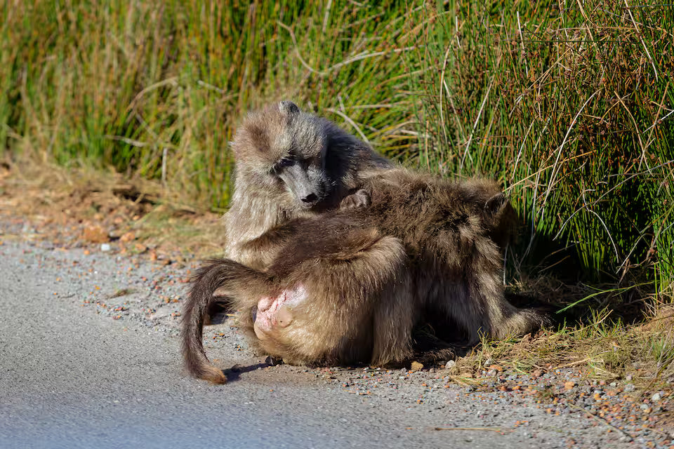 Cape of Good Hope, Cape Point and Penguins Tour
