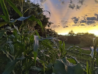 Rooted in Nature | Midrand Edition