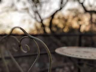 Rooted in Nature | Midrand Edition