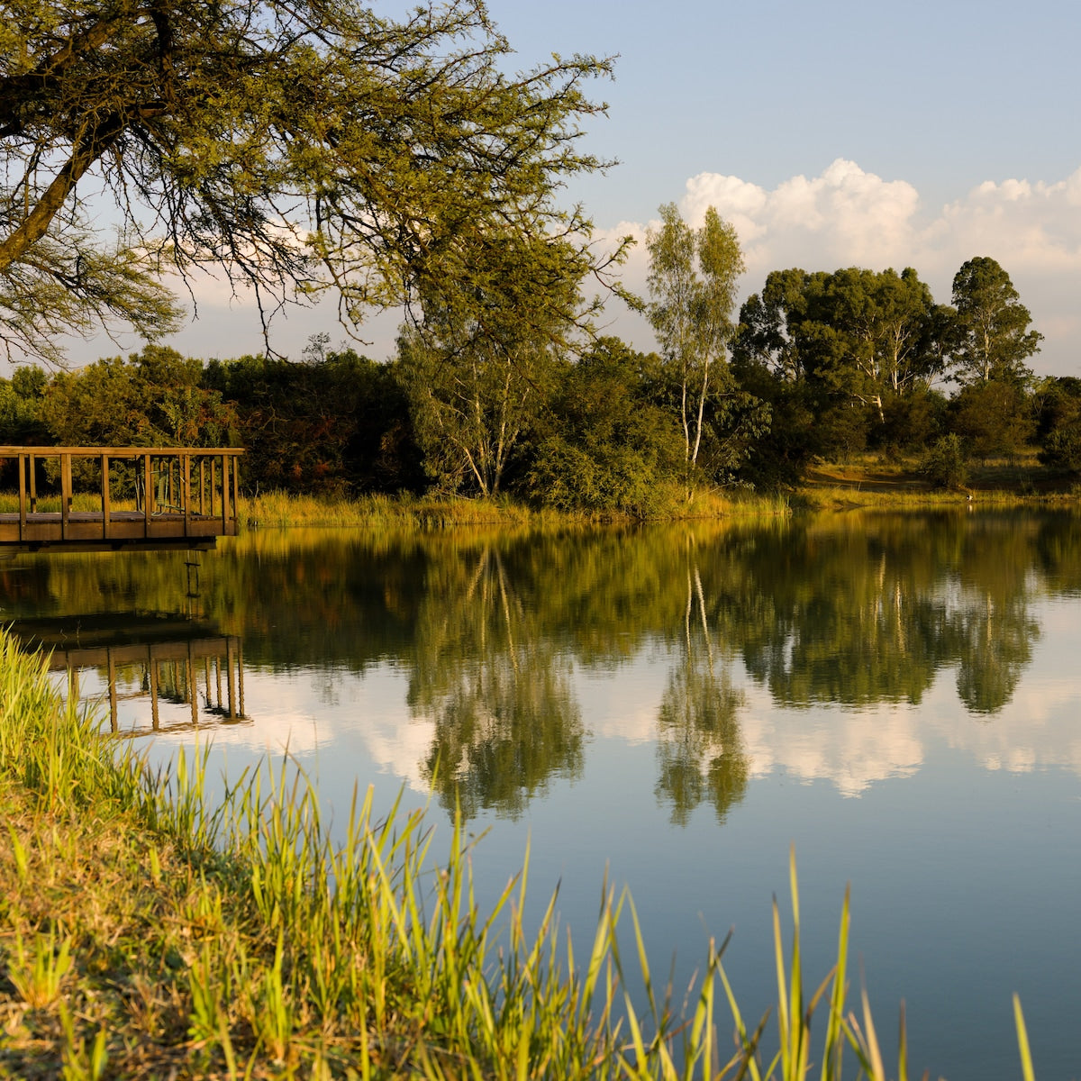 Rooted in Nature | Midrand Edition