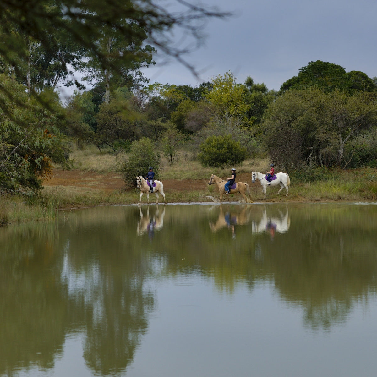 Rooted in Nature | Midrand Edition